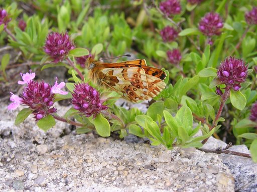 July Butterfly Tour (Bulgaria)